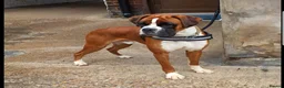 Boxer dogs for stud: 5⭐️ Licenced. 0 Heart Score. 31 litters n counting in Lincoln - Advert 1