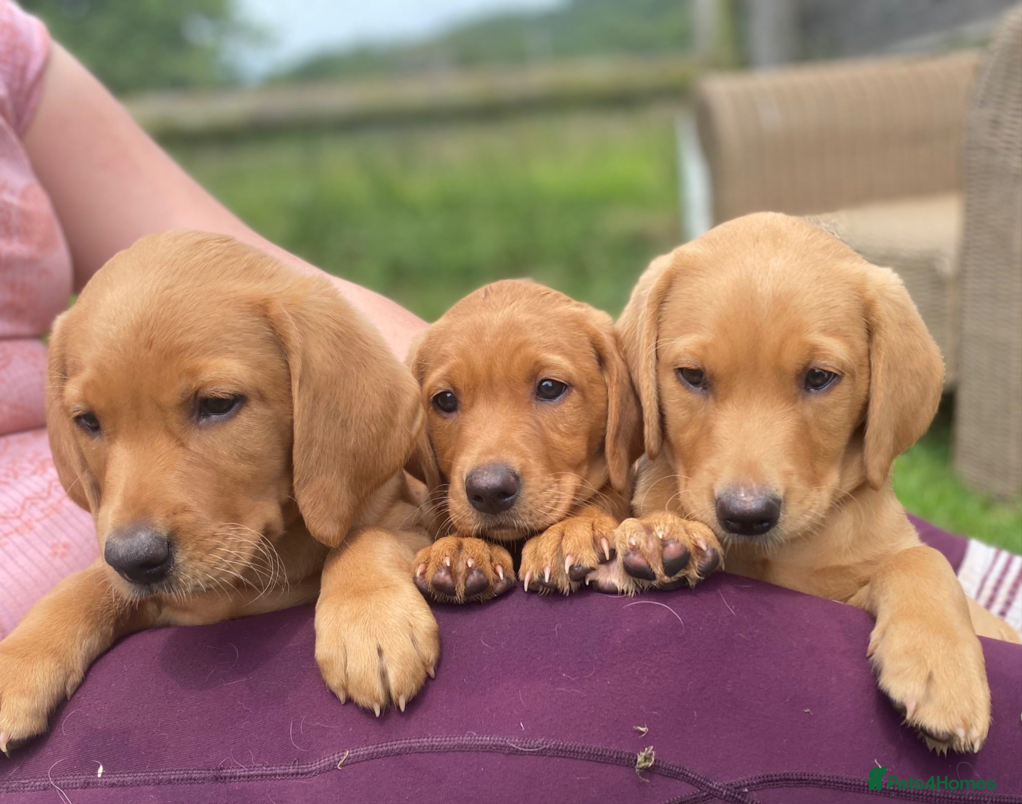 Labrador Retriever dogs Labrador pups from working lines  - Advert 1