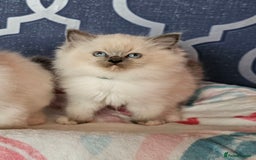 Ragdoll cats for sale: 🏆 CHAMPION FATHER 🏆GCCF REGISTERED KITTENS  - Image 2