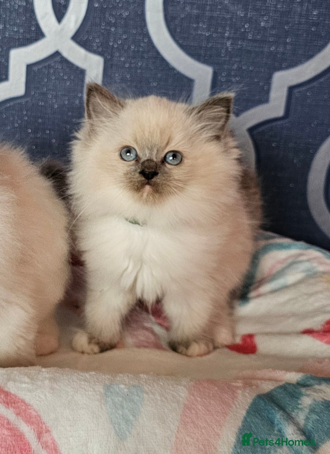 Ragdoll cats for sale: 🏆 CHAMPION FATHER 🏆GCCF REGISTERED KITTENS  - Image 2