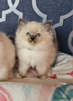 Ragdoll cats - Advert 8