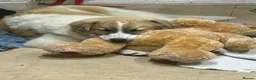 Mixed Breed dogs for adoption: LiA – Gentle, Observant & Full of Heart 💛🐾 - Advert 5