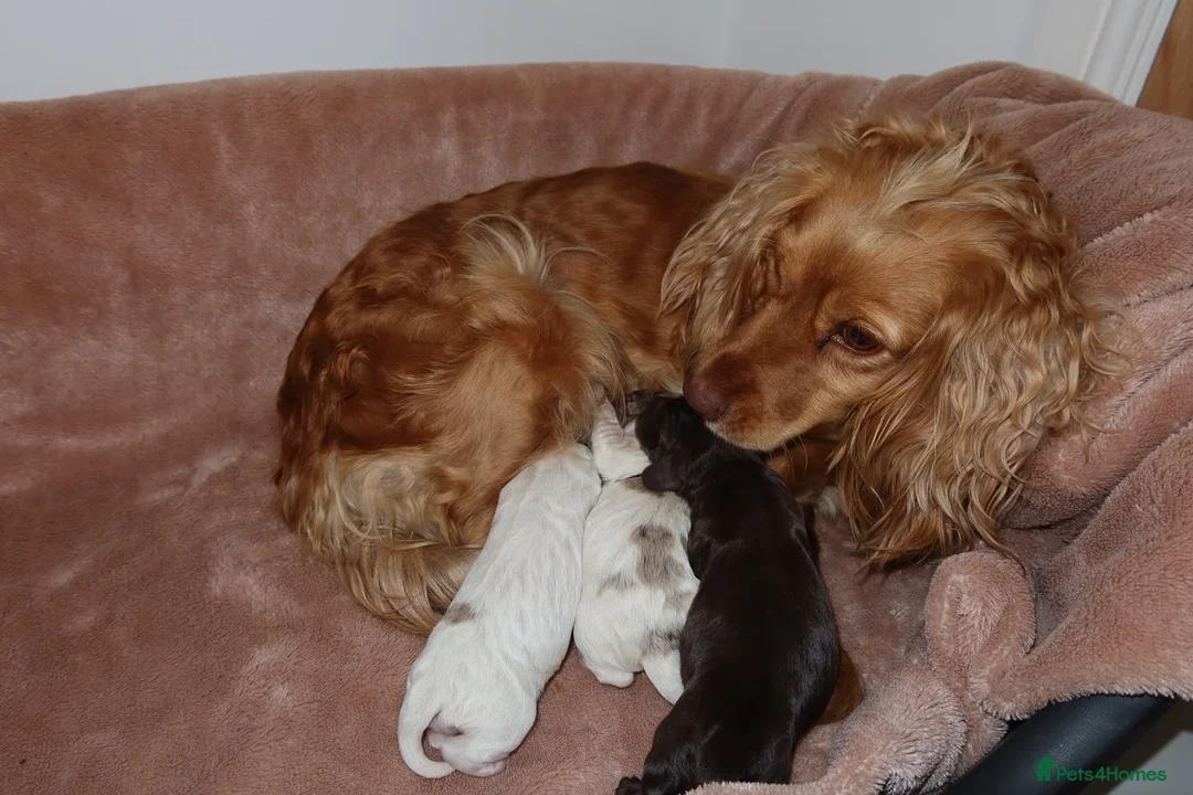 Cocker Spaniel dogs for sale: Adorable cocker spaniel puppies  - Advert 2