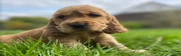 Cocker Spaniel dogs for sale: Therapy calm KC registered show cockers  - Advert 13