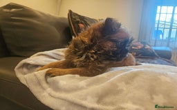Griffon Bruxellois dogs for sale: Exceptionally confident beautys - Image 16
