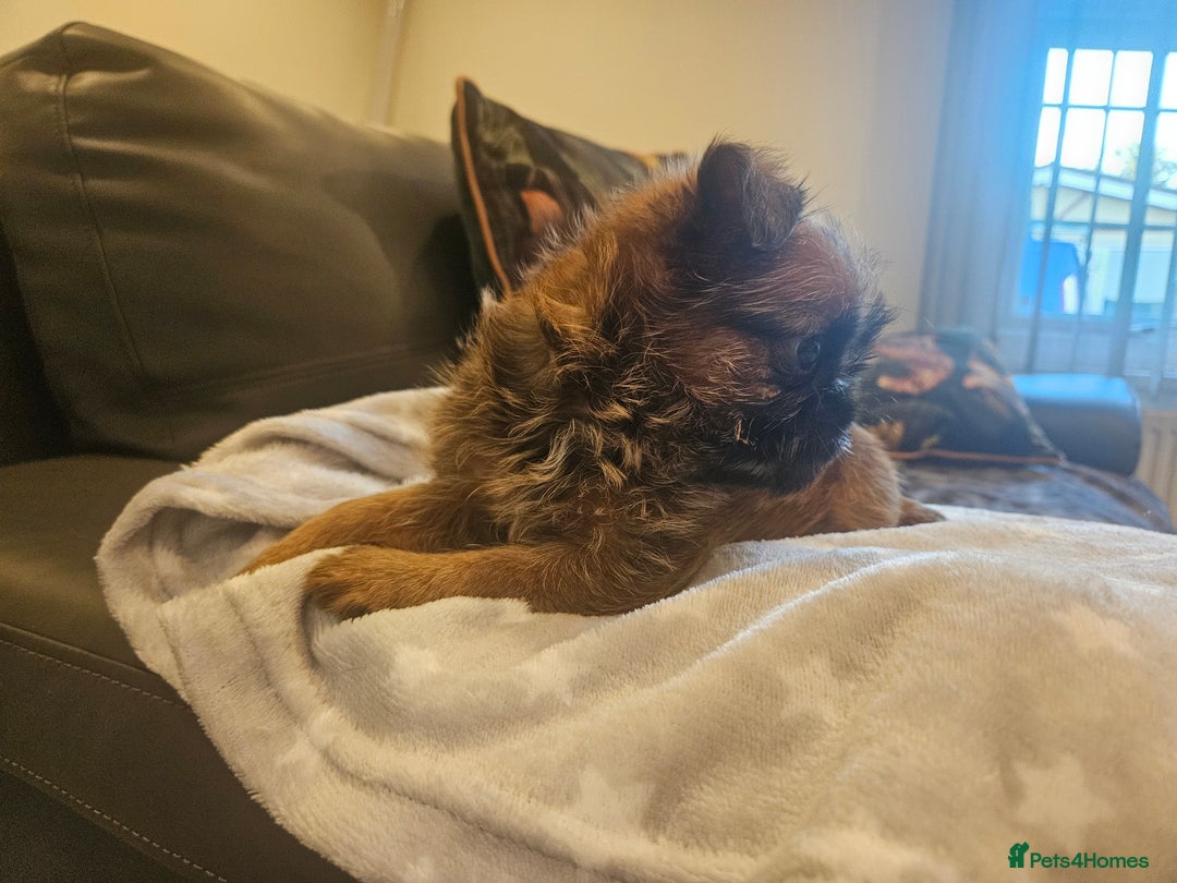 Griffon Bruxellois dogs for sale: Exceptionally confident beautys - Image 16