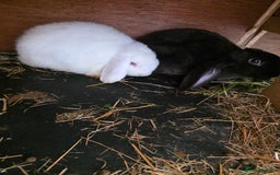 English Lop rabbits for sale: Rabbit  - Image 1