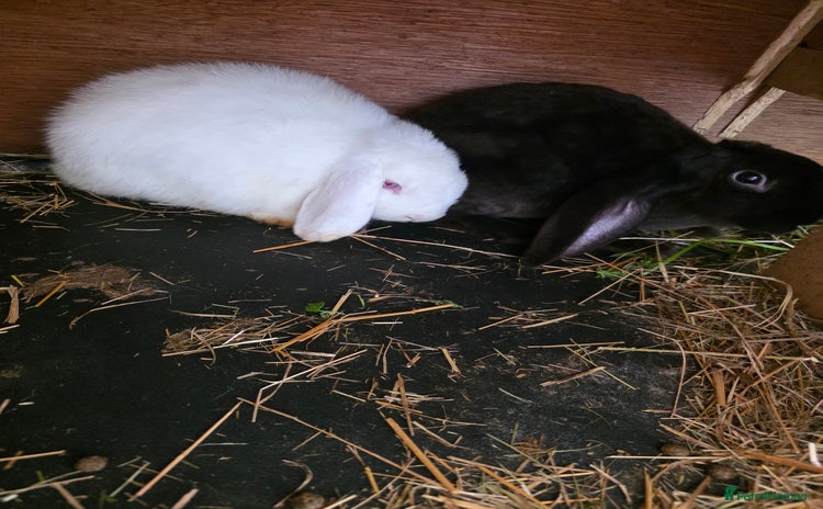 English Lop rabbits - Advert 1