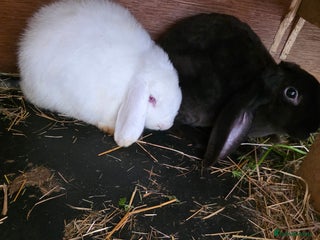 English Lop rabbits - Advert 9