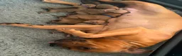 Staffordshire Bull Terrier dogs for sale: KC Red Staffordshire Bull Terriers ❤️❤️🏆🩸 - Advert 12