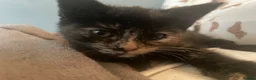 Turkish Angora cats for sale: Turkish angora x BSH  - Advert 3