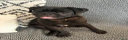 Pug dogs for sale: Doug the pug in Buckingham - Advert 12