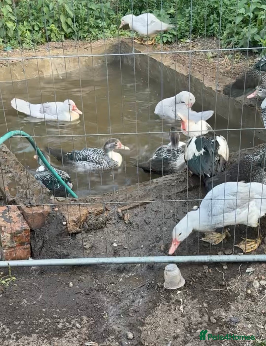 Ducks poultry for sale: Muscovy ducks - Image 2