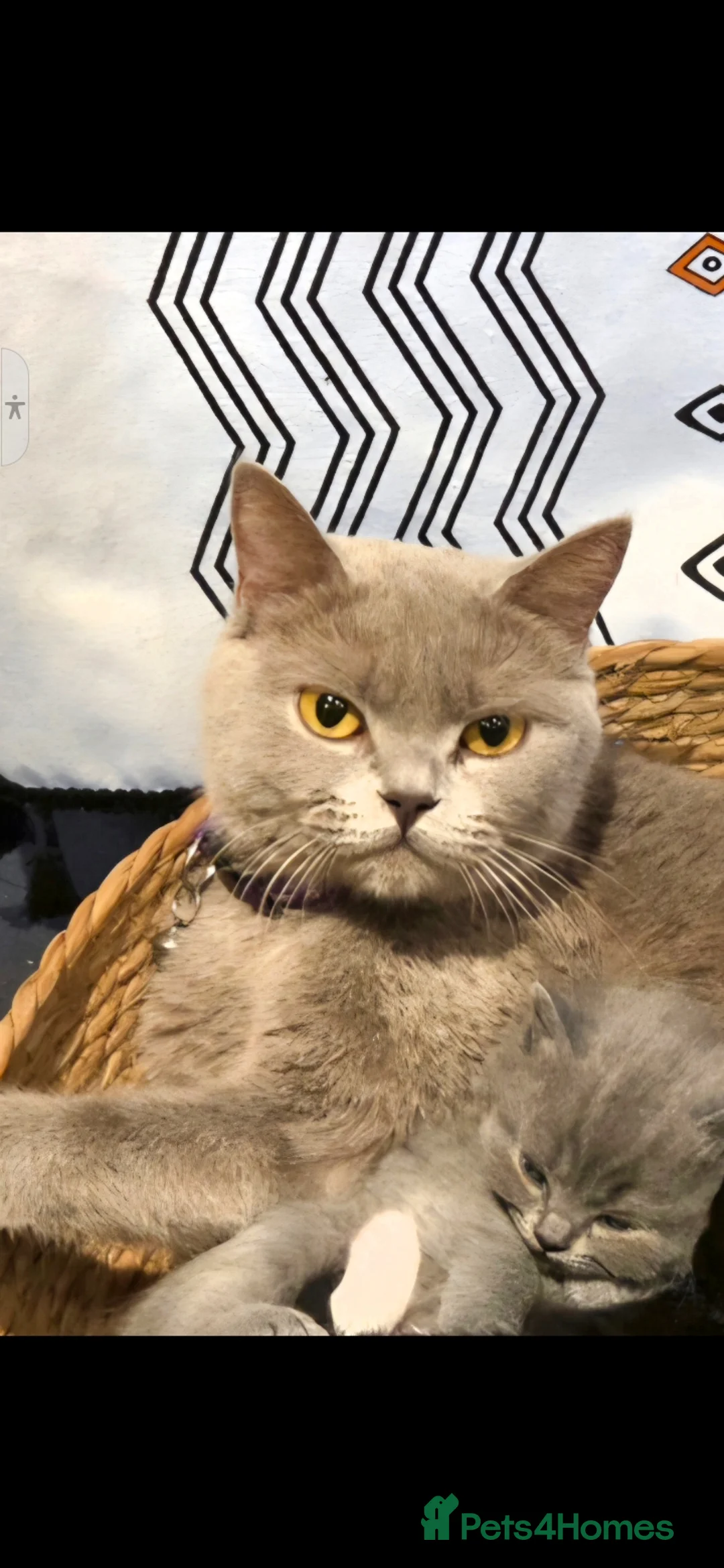 British Shorthair cats for sale: Beautiful girl British Shorthair  - Advert 8