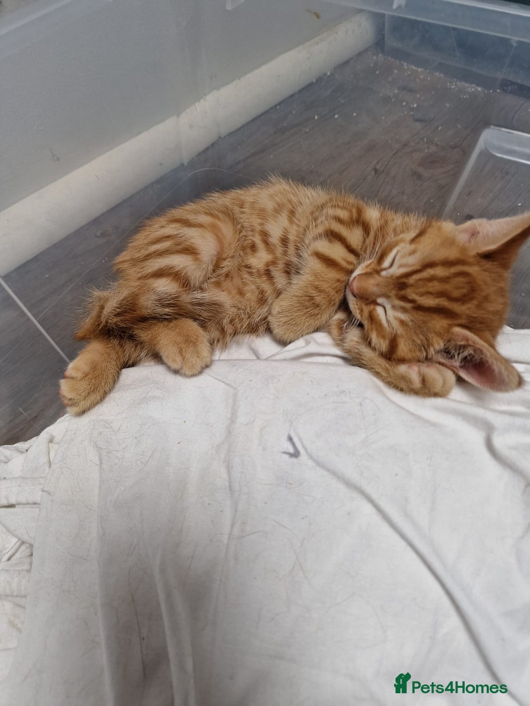 Mixed Breed cats for sale: 2 Ginger Boys, 1 Tabby Girl. Donate to charity - Image 18