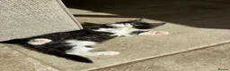 Maine Coon cats for sale: Maine Coon X cross kittens in Cranbrook - Advert 10