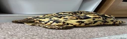 Tortoise reptiles for sale: Leopard Tortoise  - Advert 2