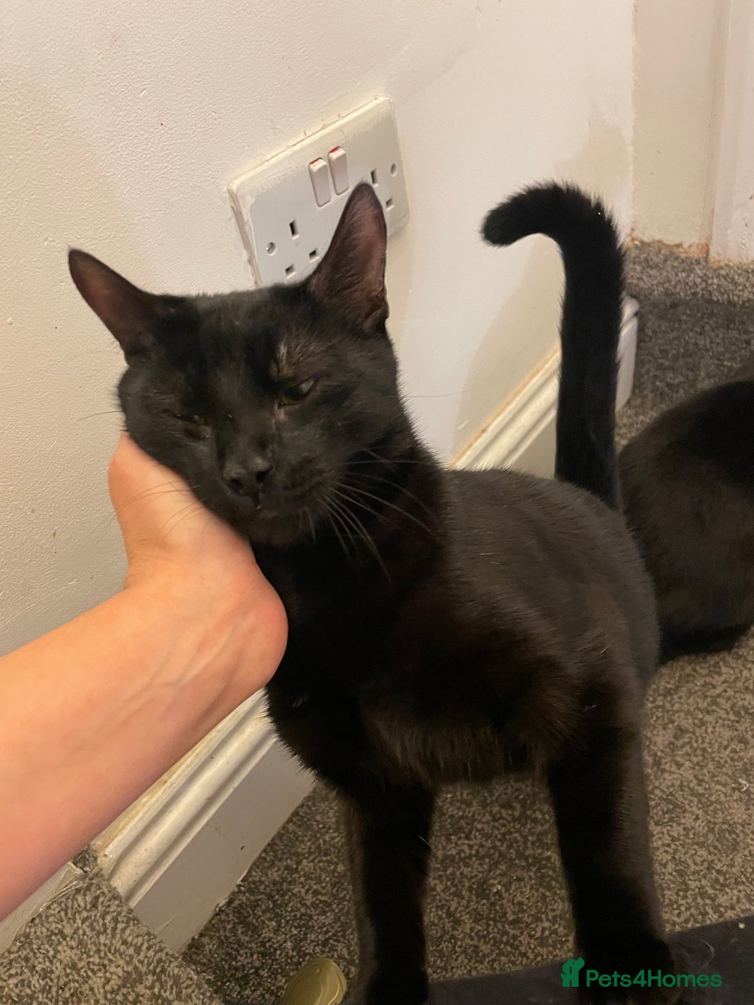 Mixed Breed cats for sale: *Free££* Beautiful brothers looking loving home - Advert 12