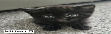 Kitten 5