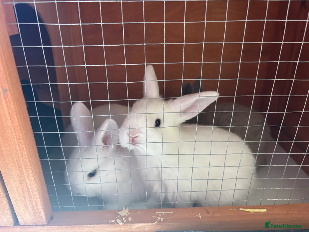 Mini Lop rabbits for sale: White mini lop babies  in Huddersfield - Advert 2