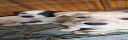Mixed Breed dogs for sale: Lurcher x jackchi  - Advert 5