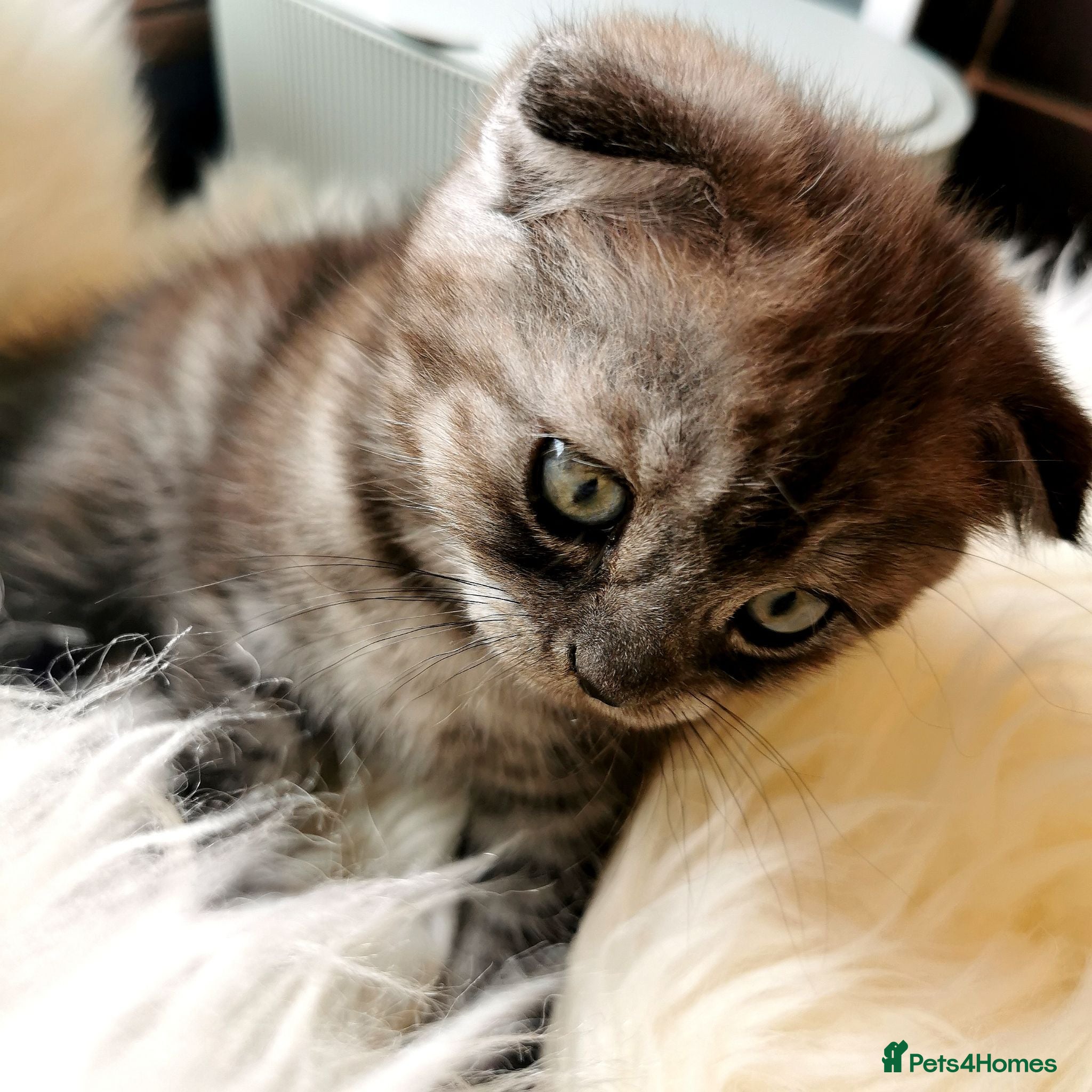 Scottish Fold cats ❤️Gorgeous Scottish Fold kitten-raised with love❤️ - Advert 6