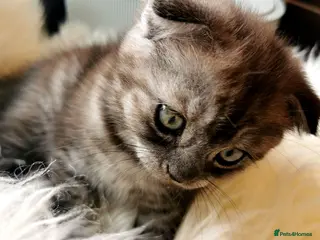Scottish Fold cats ❤️Gorgeous Scottish Fold kitten-raised with love❤️ - Advert 6