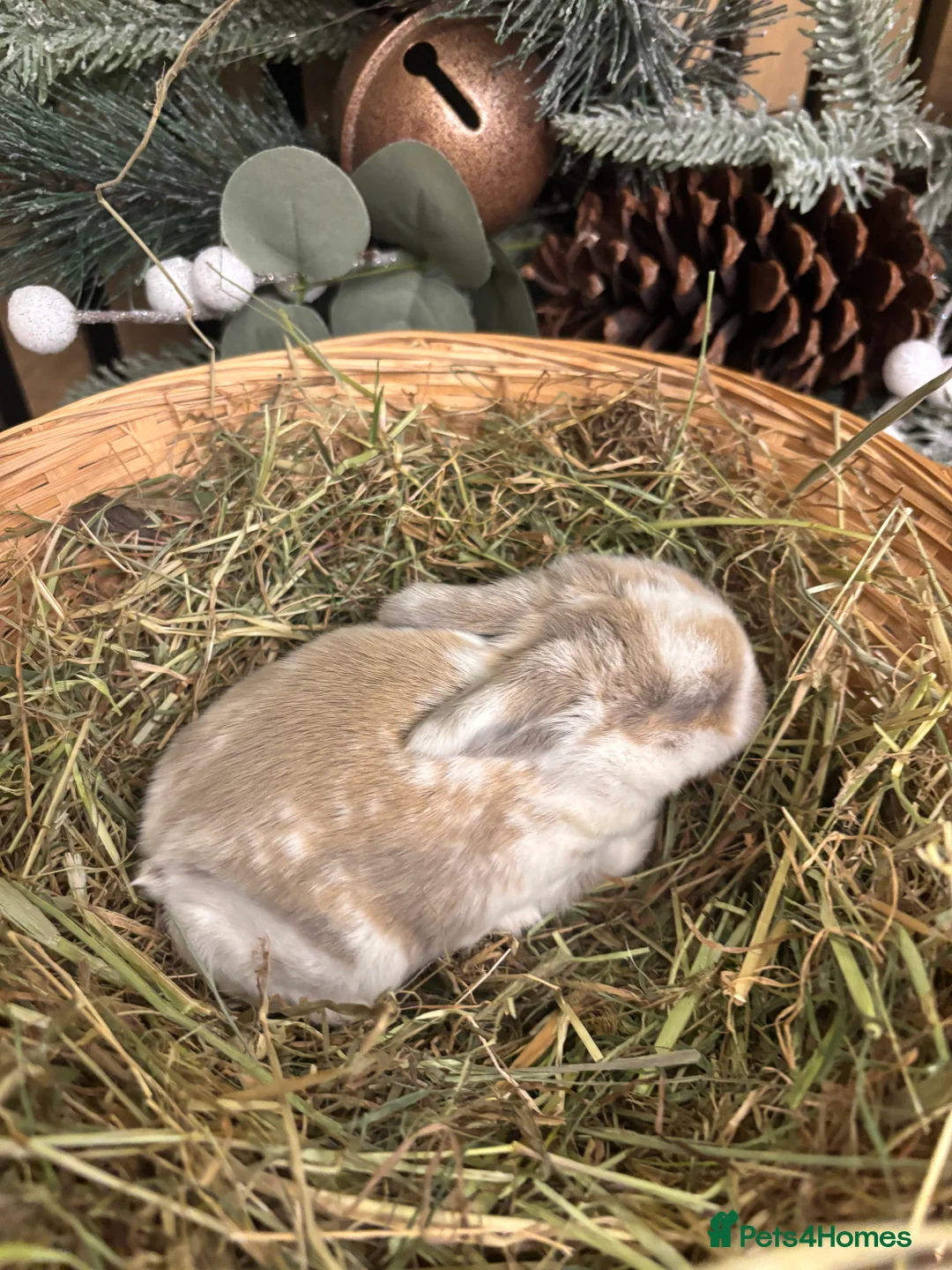Mini Lop rabbits for sale: Pure Breed Mini Lop Butterfly new born bunnies  - Advert 18