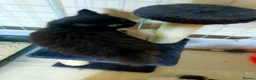 Mixed Breed cats for sale: Kittens for sale  in Alfreton - Advert 11
