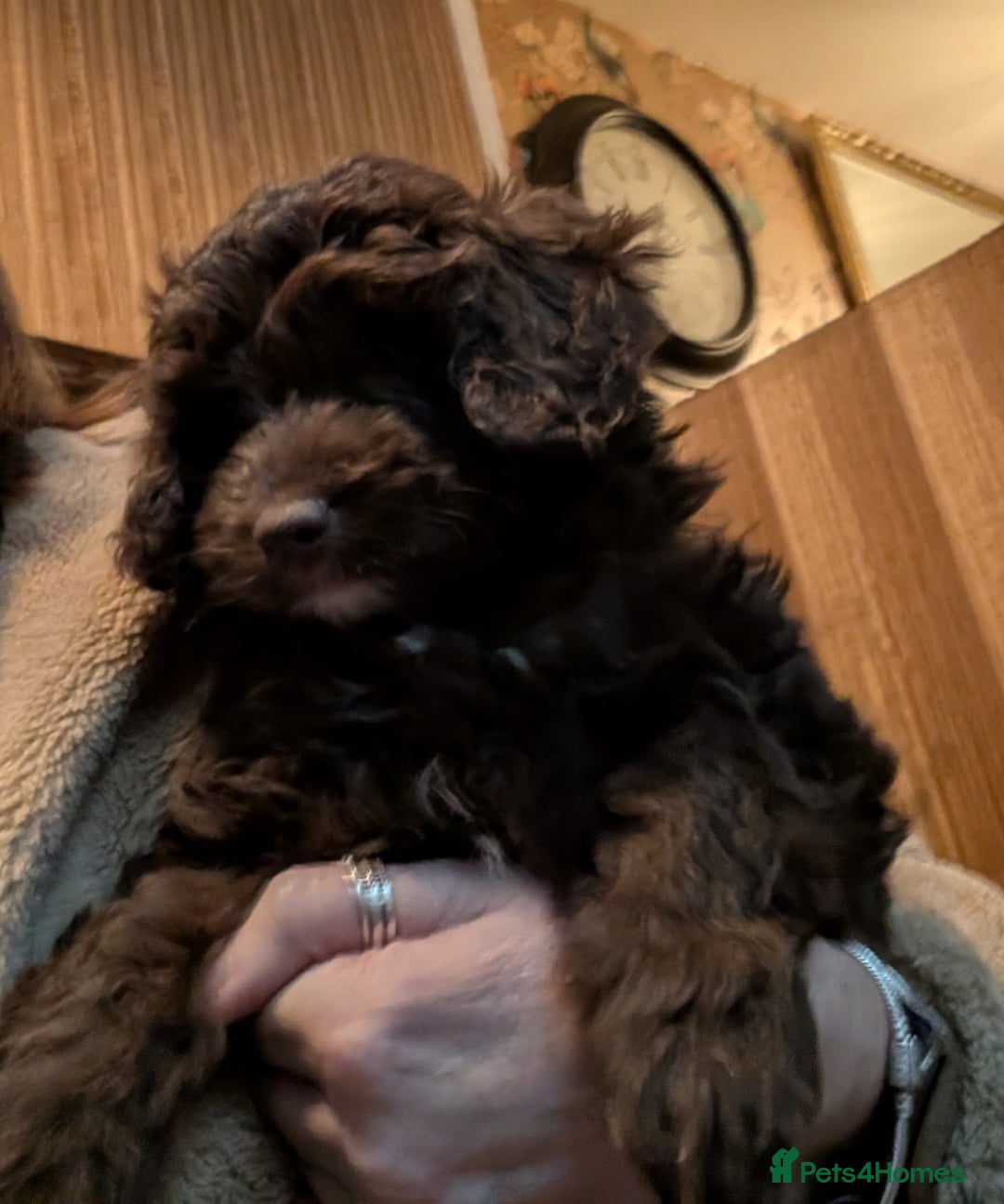 Cavapoo dogs for sale: LITTLE GIRL READY FOR NEW HOME NOW - Advert 2