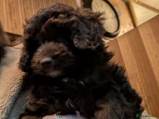 Cavapoo dogs READY FOR NEW HOMES NOW - Fabulous Cavapoos - Advert 17