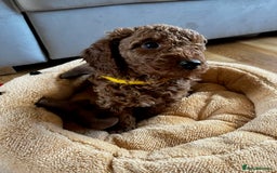 Miniature Poodle dogs for sale: 5 generation pedigree beautiful red mini poodles - Image 16