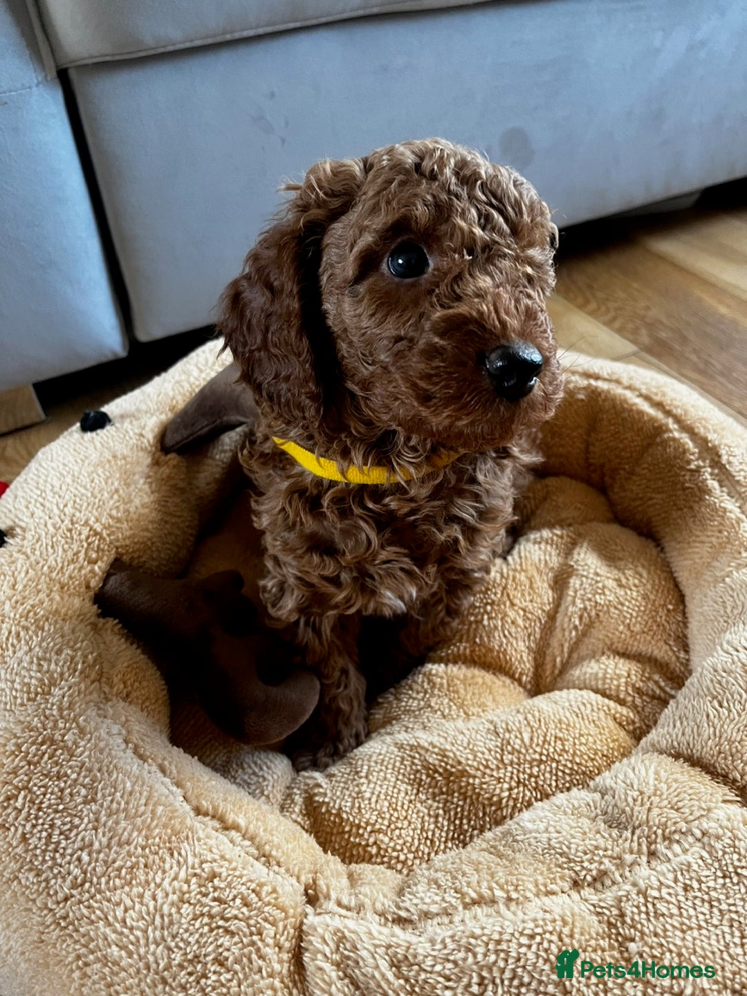 Miniature Poodle dogs for sale: 5 generation pedigree beautiful red mini poodles - Image 16