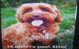 Australian Labradoodle dogs for sale: Miniature Australian labradoodle pups 100% Pure  - Image 18