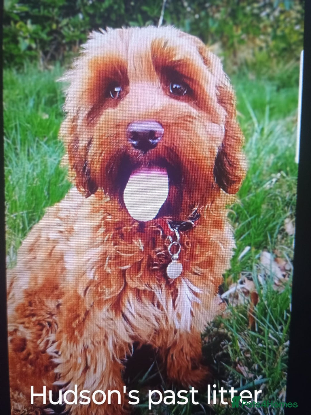 Australian Labradoodle dogs for sale: Miniature Australian labradoodle pups 100% Pure  - Image 18