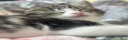 Mixed Breed cats for sale: 🐾 Playful Kittens Looking for Their Forever Homes - Advert 9