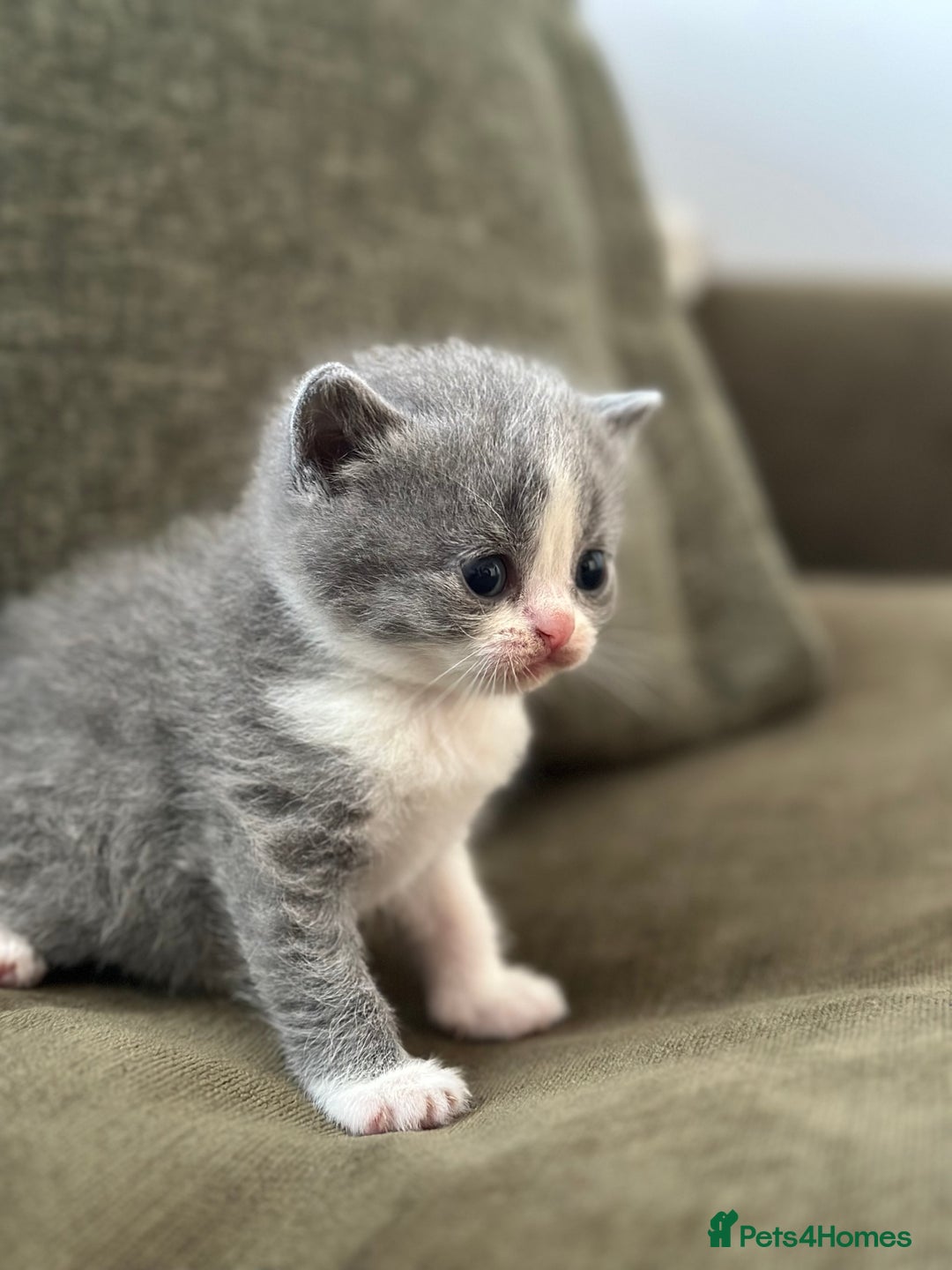 British Shorthair cats for sale: GCCF Registered British Shorthair kittens  - Advert 20
