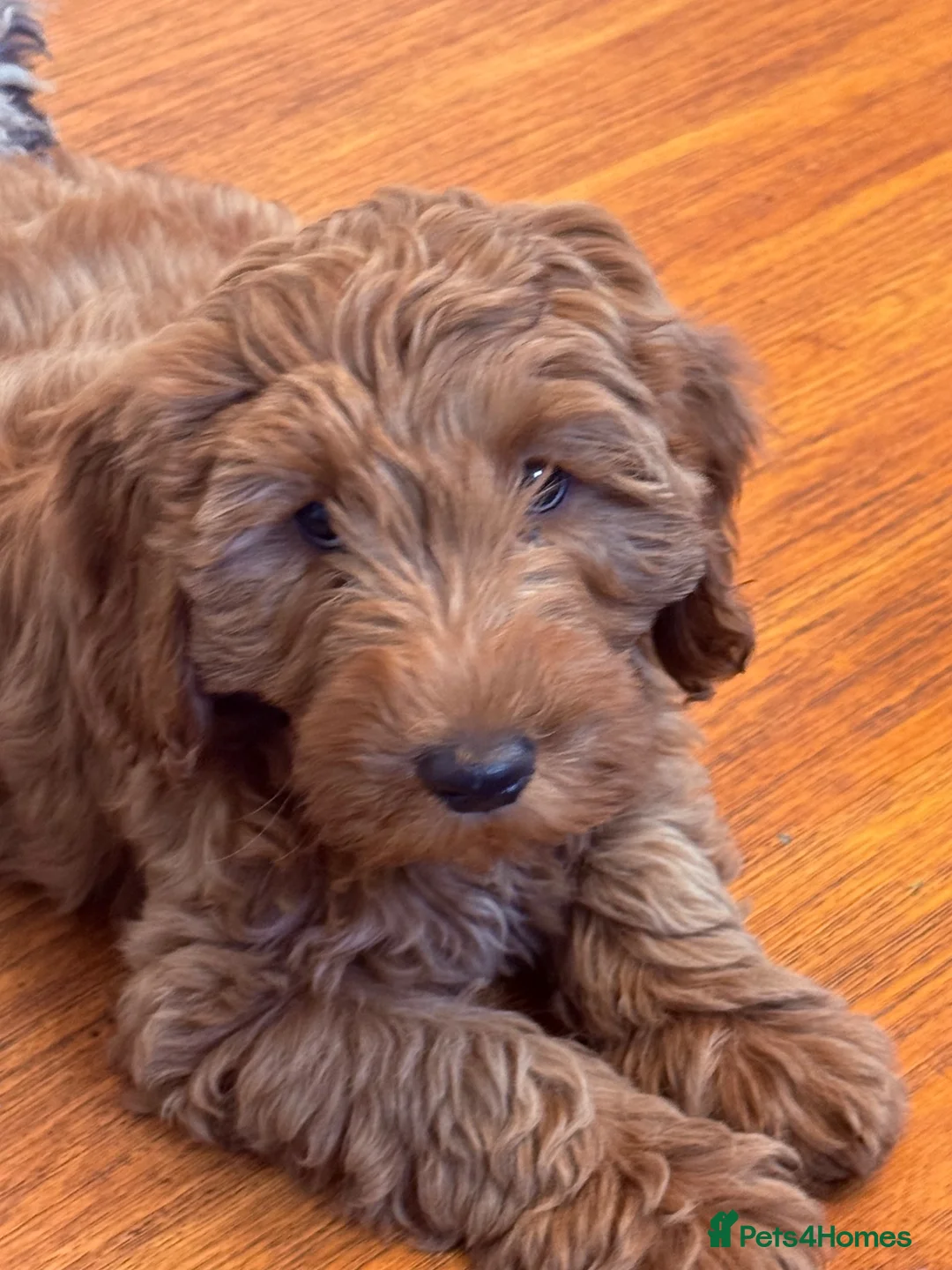 Labradoodle dogs for sale: Australian labradoodles  - Advert 2