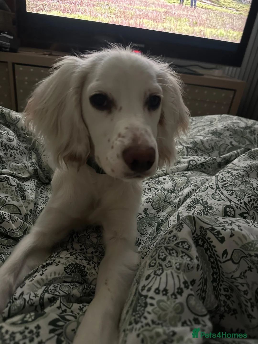 Mixed Breed dogs for sale: 11 month old Cocker Spaniel in Swindon - Advert 3
