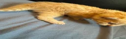 Mixed Breed cats for sale: Ginger kittens  - Advert 12