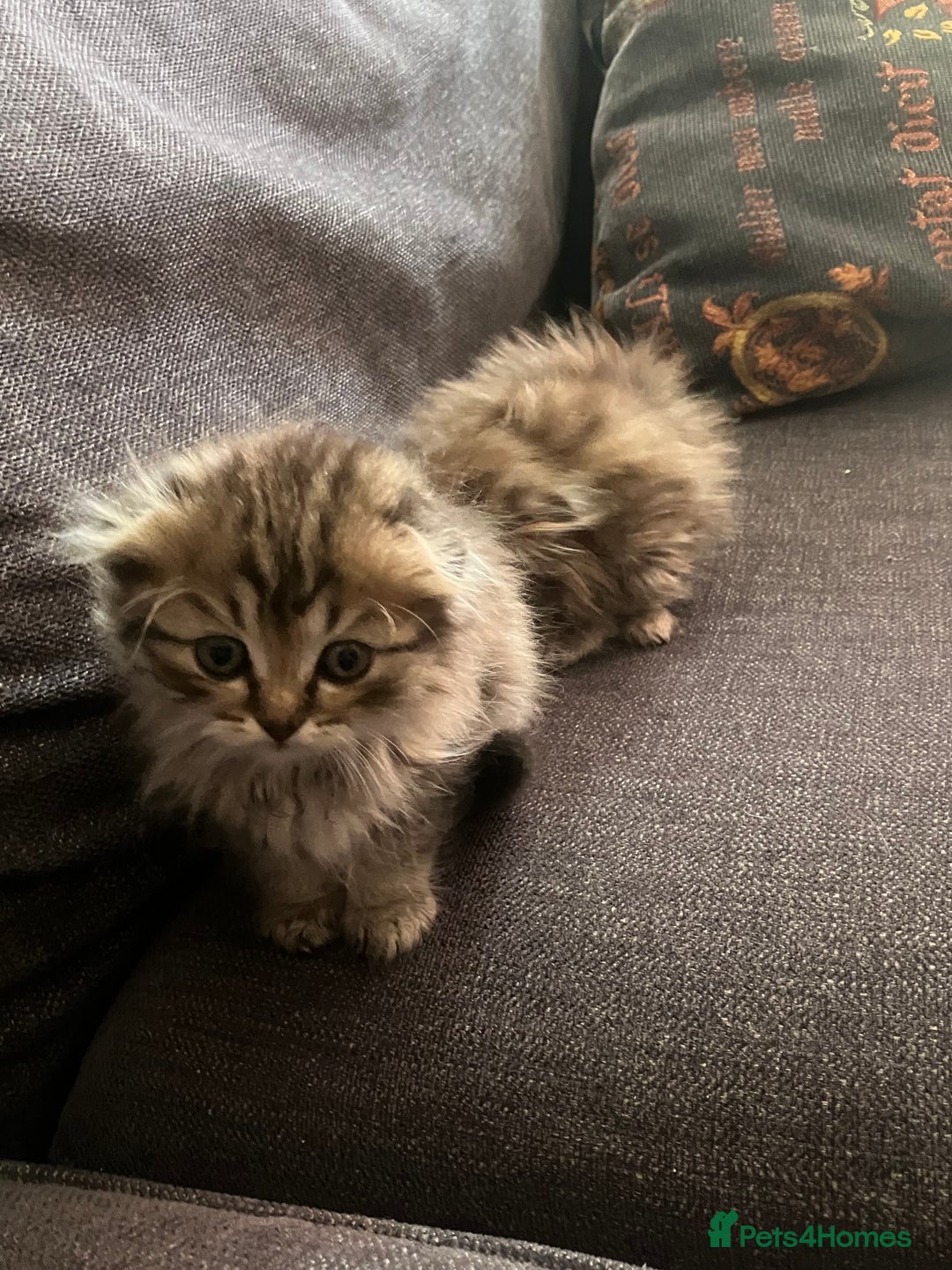Scottish Fold cats for sale: 1 fold 2 straight Scottish darlings  - Image 29