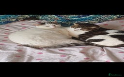 Mixed Breed cats for sale: Two female moggies, re-homing due owner's health - Image 1
