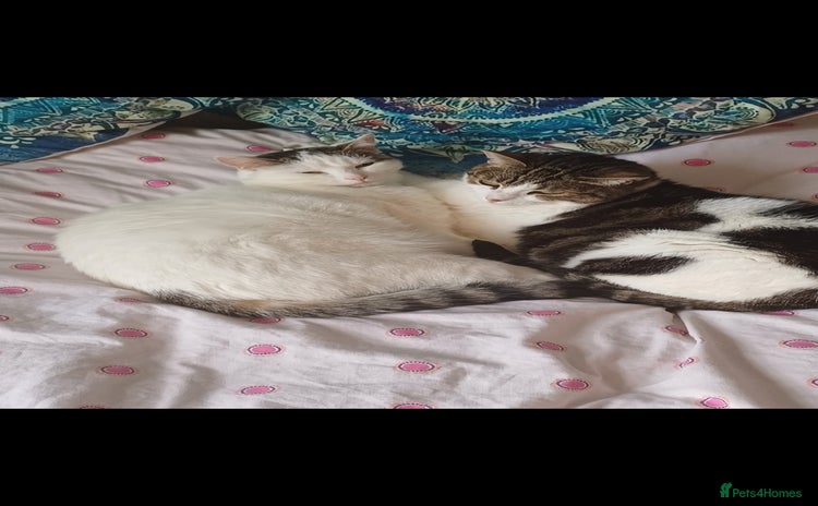 Mixed Breed cats - Advert 14