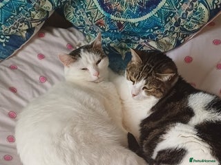 Mixed Breed cats - Advert 22