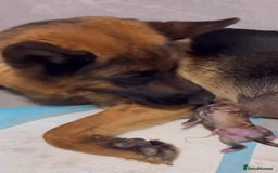 German Shepherd dogs for sale: Purebred German Shepherd Puppies for Sale 🐾 - Image 10