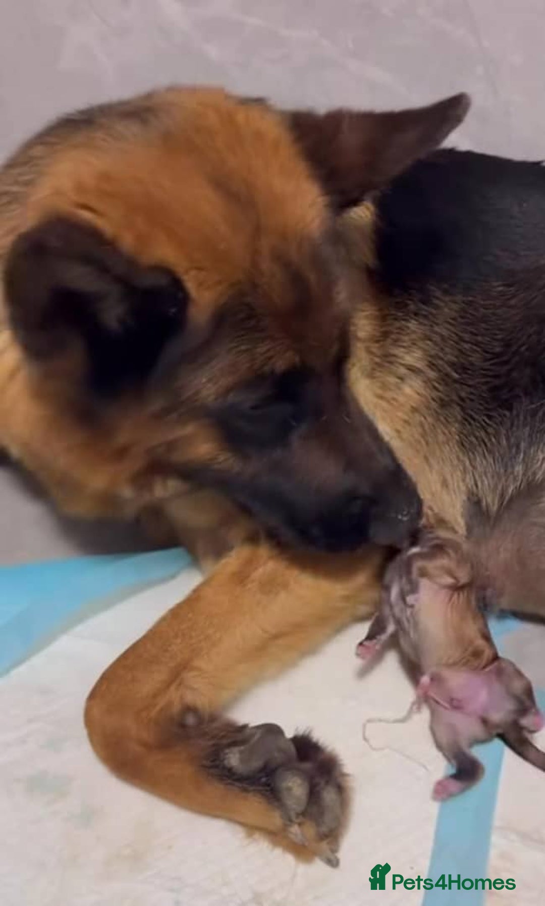 German Shepherd dogs for sale: Purebred German Shepherd Puppies for Sale 🐾 - Image 10