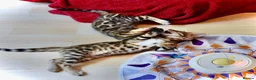 Bengal cats for sale: Beautiful Bengal kitten, one girl available - Advert 6