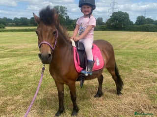 Dartmoor horses - Advert 2