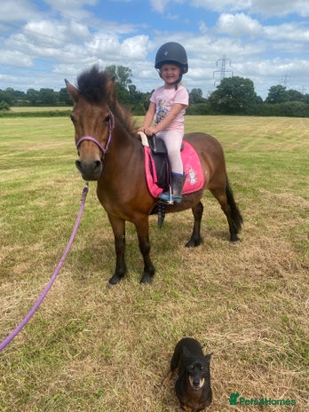 Dartmoor horses - Advert 2