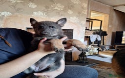 German Shepherd dogs for sale: 10 Healthy Beautiful German shepherds - Image 18